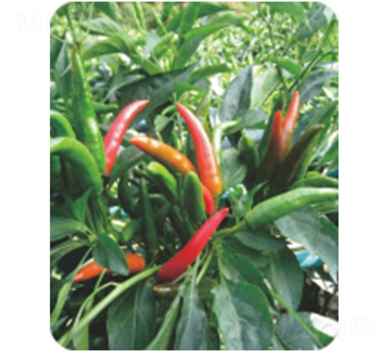 �t��-�����N��-�����r(n��ng)�I(y��)