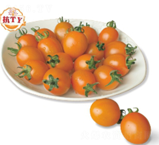 ���A�M-���ѷN��-�����r�I(y��)