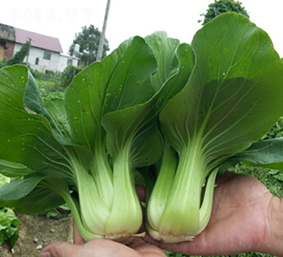 ζ��2̖-�๣�˷N��-�������r(n��ng)�I(y��)