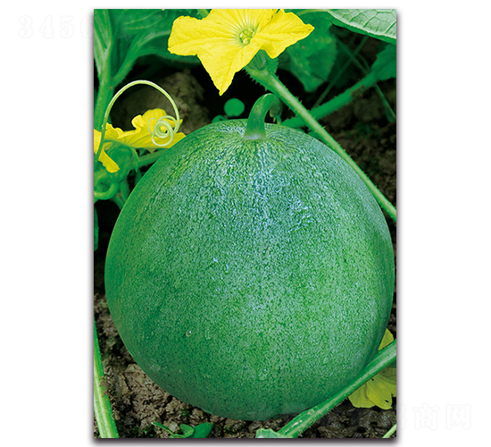 �����-��ϷN��-�������r(n��ng)�I(y��)