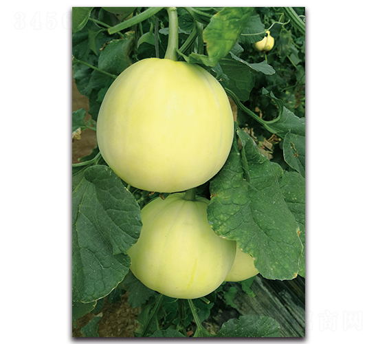 �������-��ϷN��-�������r(n��ng)�I(y��)