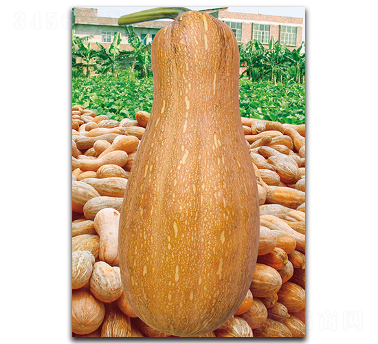 ܽ�ش��-�ϹϷN��-�������r(n��ng)�I(y��)