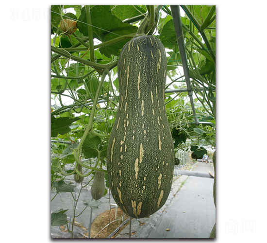 ܽ������-�ϹϷN��-�������r(n��ng)�I(y��)