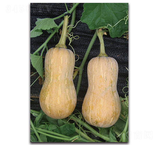 ����һ̖-�ϹϷN��-�������r(n��ng)�I(y��)