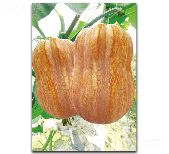 ��������̖-�ϹϷN��-�������r(n��ng)�I(y��)