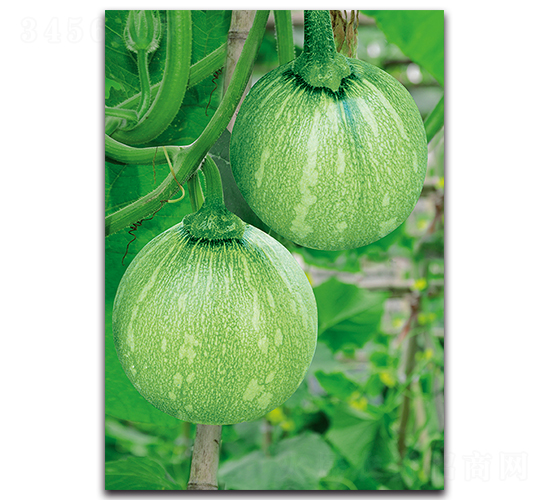 ��Ʒ����1̖(h��o)-�ϹϷN��-�������r(n��ng)�I(y��)