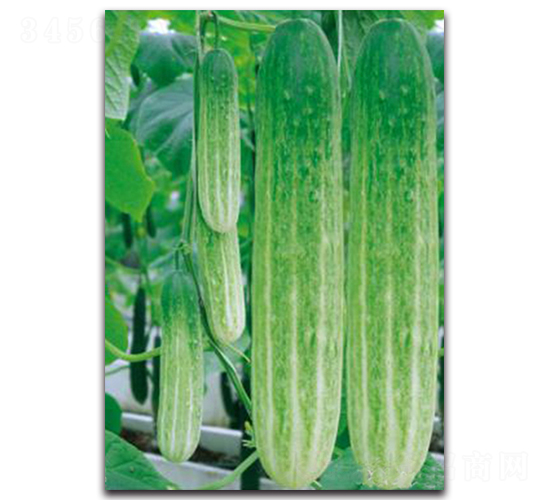 ���G-�S�ϷN��-�������r(n��ng)�I(y��)