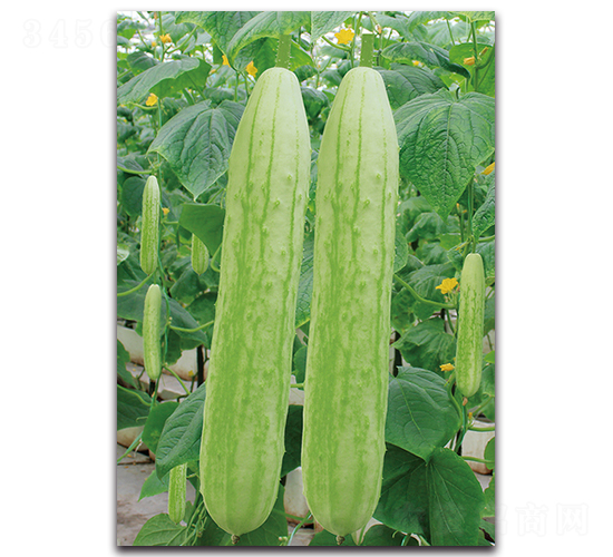 �߈@ʮ��̖-�S�ϷN��-�������r�I(y��)