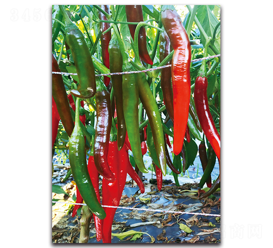 �t����-�����N��-�������r(n��ng)�I(y��)