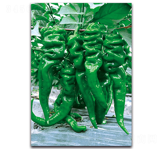 ����-�����N��-�������r(n��ng)�I(y��)