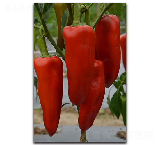 �����t�ݽ�-�����N��-�������r�I(y��)