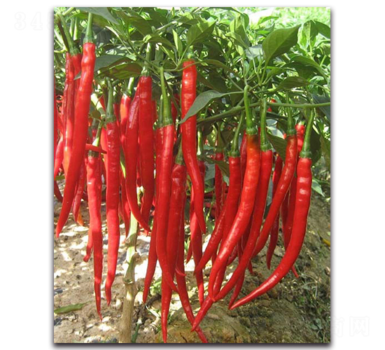 ������007-�����N��-�������r(n��ng)�I(y��)