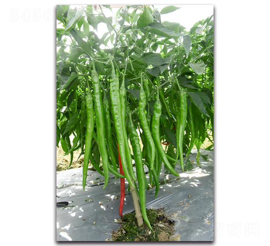 ������008-�����N��-�������r(n��ng)�I(y��)