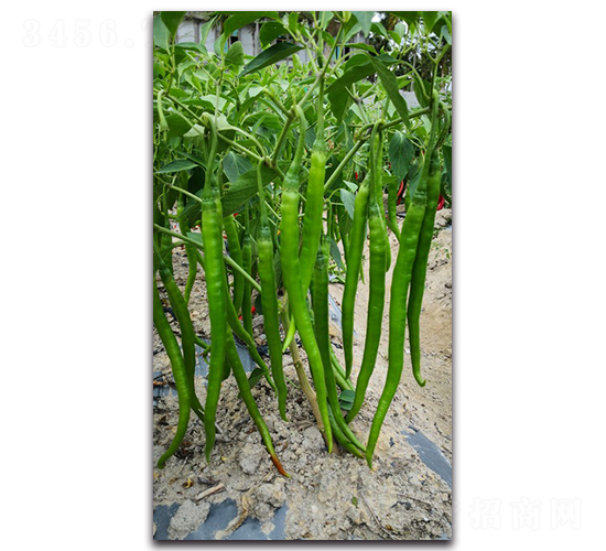 �G��1630-�����N��-�������r(n��ng)�I(y��)