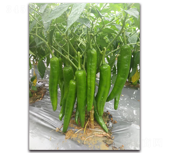 ����909-�����N��-�������r(n��ng)�I(y��)