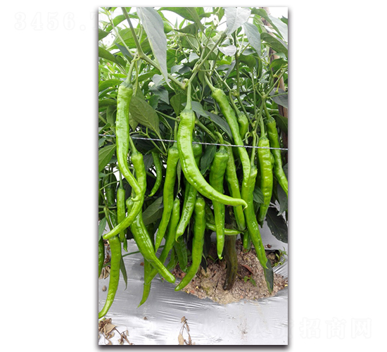 �������-�����N��-�������r(n��ng)�I(y��)