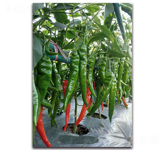 ������-�����N��-�������r(n��ng)�I(y��)