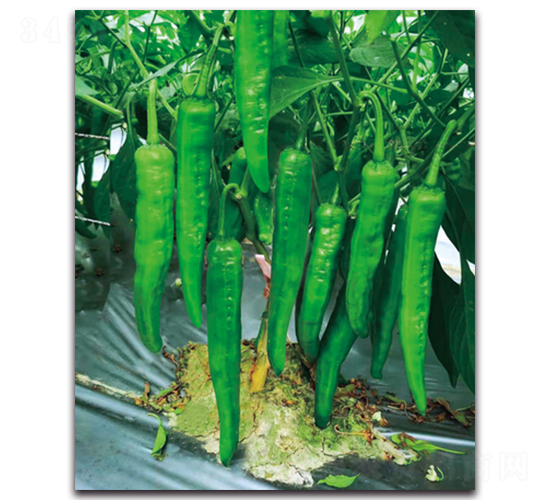 ����505-�����N��-�������r(n��ng)�I(y��)