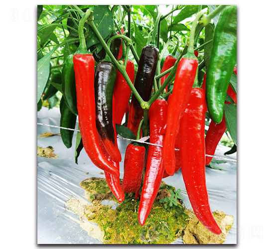 �t���̖(h��o)-�����N��-�������r(n��ng)�I(y��)