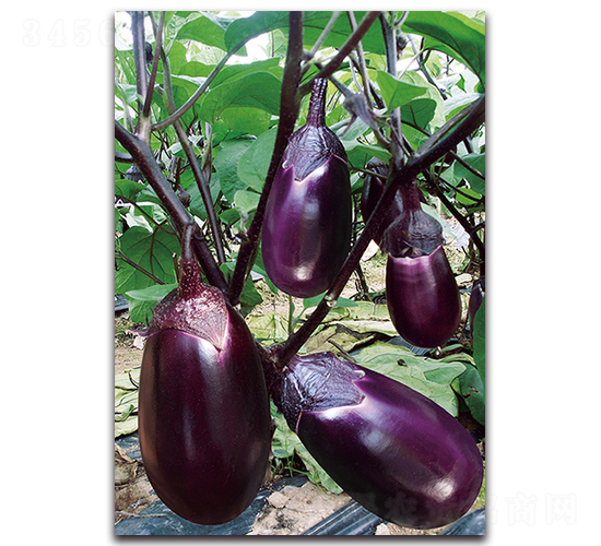 ����t��-���ӷN��-�������r(n��ng)�I(y��)