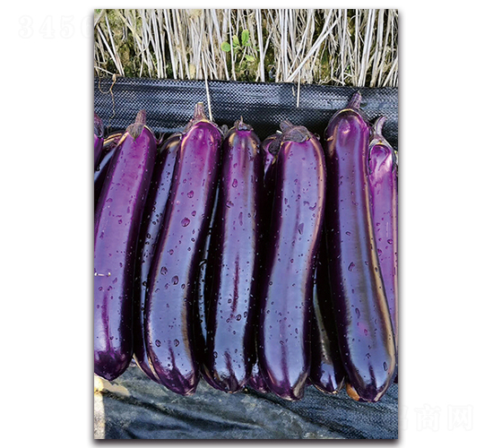 �ϼt�̰�-���ӷN��-�������r(n��ng)�I(y��)