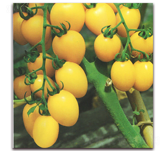 ��õ��-���ѷN��-����