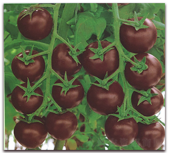 ��÷-���ѷN��-����