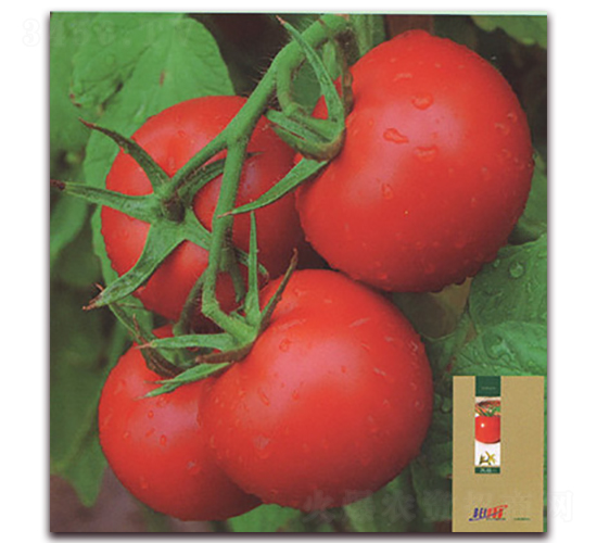 �PԽ-���ѷN��-����