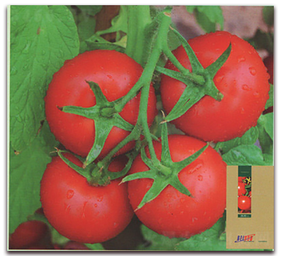 �P��-���ѷN��-����