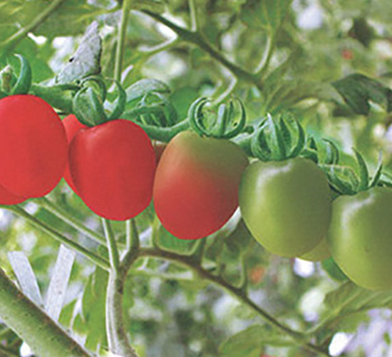 �۶���-���ѷN��-����