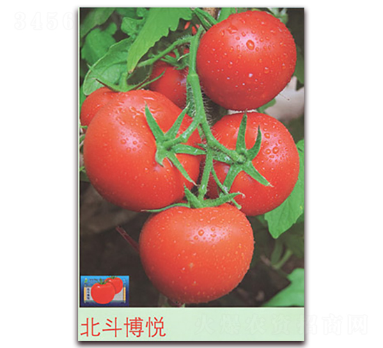 ��������-���ѷN��-����