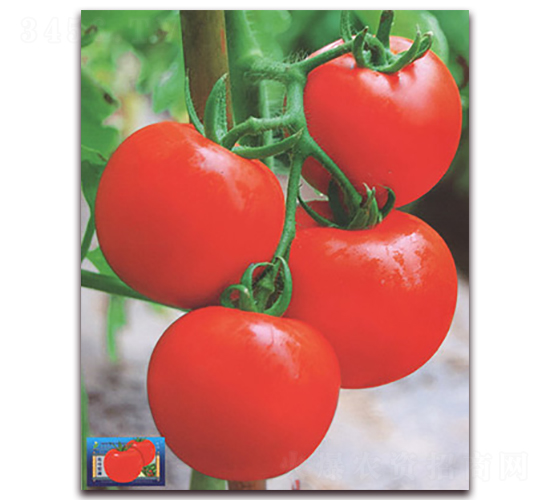 �������-���ѷN��-����