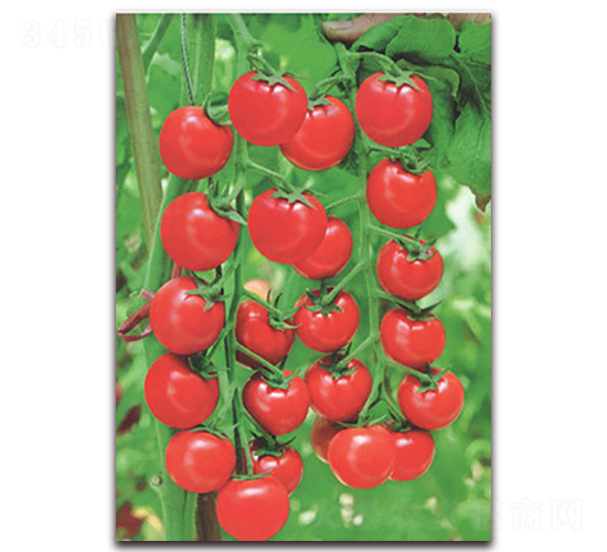 ������-���ѷN��-����