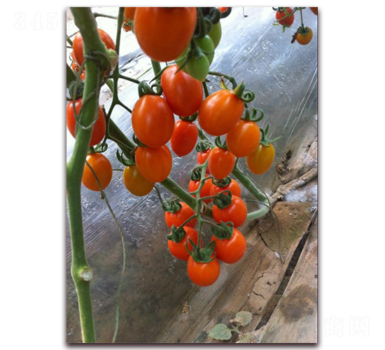 �S��-���ѷN��-����N�I(y��)