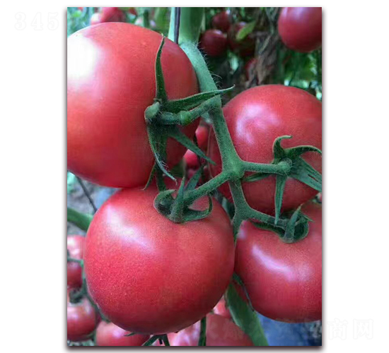 HL628-���ѷN��-����N�I(y��)