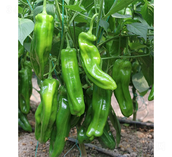 �G��23-�����N��-ɽ�|��Դ