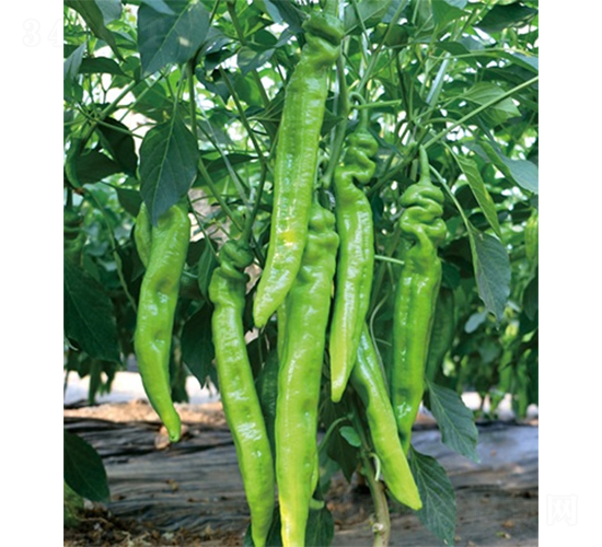 �G��111-�����N��-ɽ�|��Դ