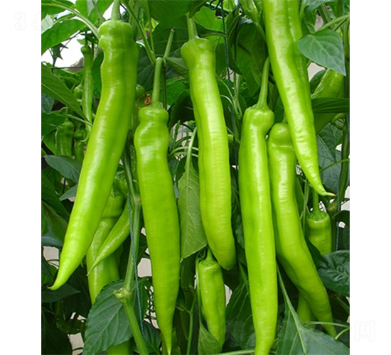 �G��656-�����N��-ɽ�|��Դ