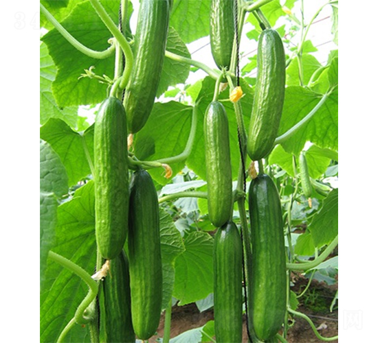 �G��һ̖-�S�ϷN��-ɽ�|��Դ