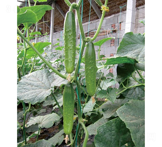 �G��1̖(h��o)-�S�ϷN��-ɽ�|��Դ