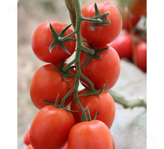 �ۼ��t��-���ѷN��-ɽ�|��Դ