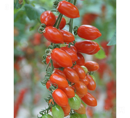 �ۼ��t��-���ѷN��-ɽ�|��Դ