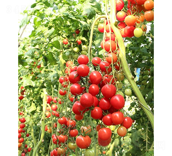 �ۼ�����-���ѷN��-ɽ�|��Դ