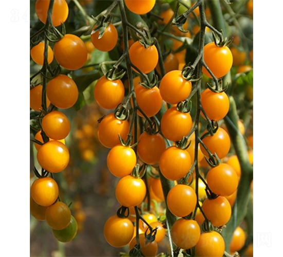 ��(��i)��301-���ѷN��-ɽ�|��Դ