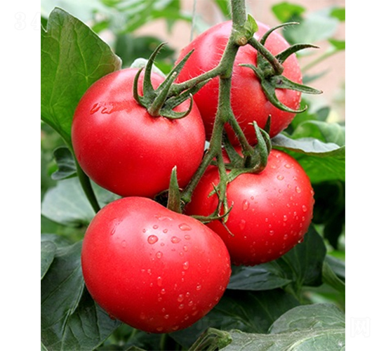 �ۼ�158-���ѷN��-ɽ�|��Դ