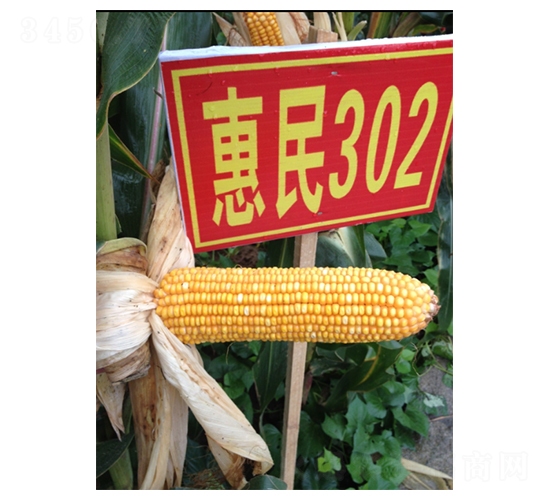 ����302-���׷N��-�����r(n��ng)�I(y��)