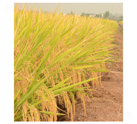 ���マ(y��u)800-ˮ���N��-�����r(n��ng)�I(y��)