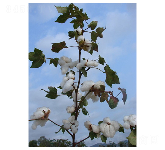 �����42̖-�޻��N��-�����r(n��ng)�I(y��)