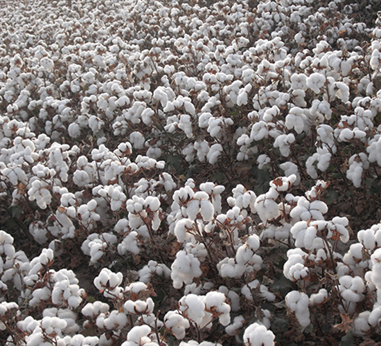 �����66̖(h��o)-�޻��N��-�����r(n��ng)�I(y��)