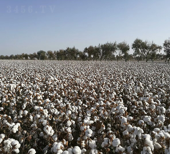 �����55̖(h��o)-�޻��N��-�����r(n��ng)�I(y��)